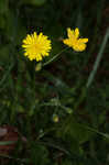 Smooth hawksbeard